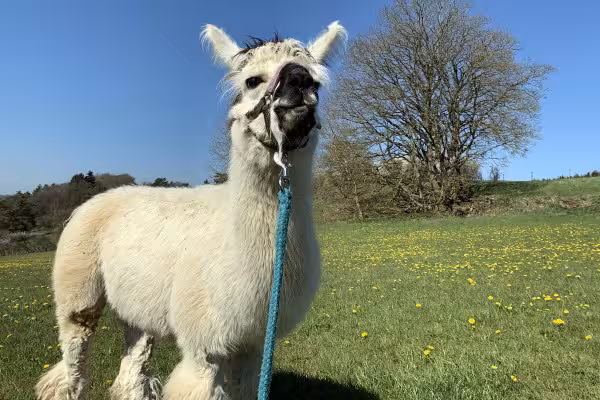 Lamas: Stets neugierig und freundlich!