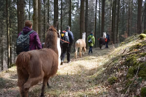 Lama-Wanderung in den Buchenwäldern der Schönecker Schweiz