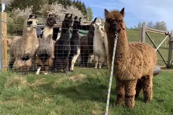 Alpaka Tutun wird von den großen Lamas begrüßt