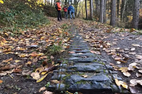 Panzerkette im Wald