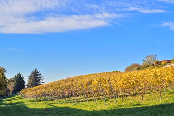 Mainz Weinwanderung Weinprobe Weintasting