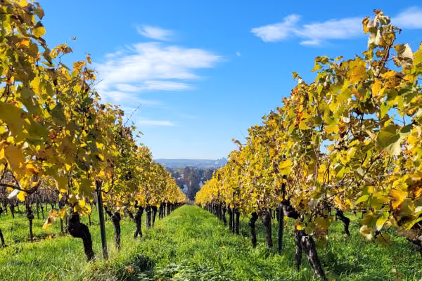 Weinberge in Mainz im Herbst