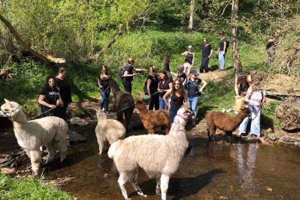 Alpakas & Lamas an ihrem Badeplatz