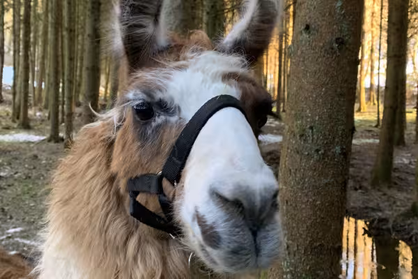 Lama Amur hat ein dickes Winterfell und fühlt sich wohl im Schnee