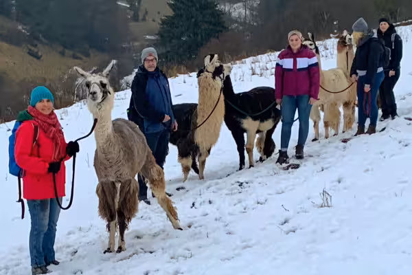 Kleine Pause bei der Lamawanderung im Winter