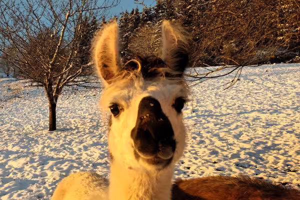 Lama Yuri freut sich darauf, mit Euch wandern zu gehen!
