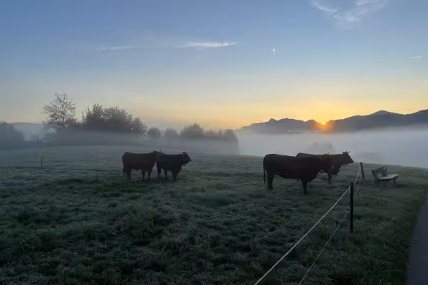 Murnau-Werdenfelser Rinder stehen früh auf der Weide