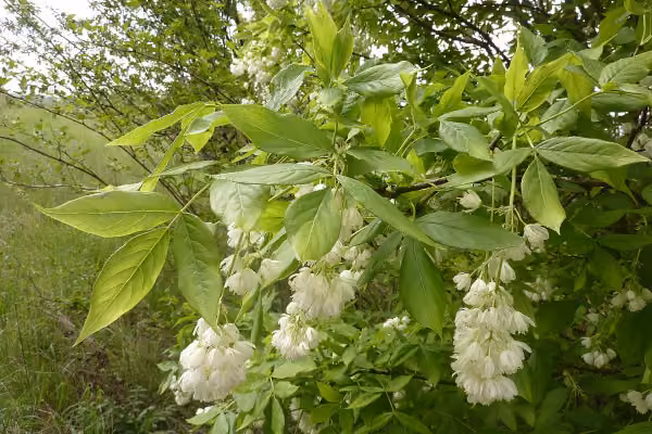 Die Pimpernuss im Clara-Zetkin-Park in Leipzig.