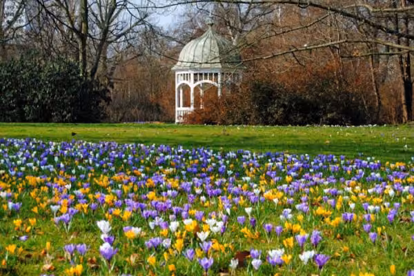 Die Krokuswiese im Clara-Zetkin-Park in Leipzig.