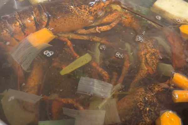 Der Hummer wird nur kurz in kochendem Wasser schnell getötet und sofort abgeschreckt, damit er nicht trocken wird