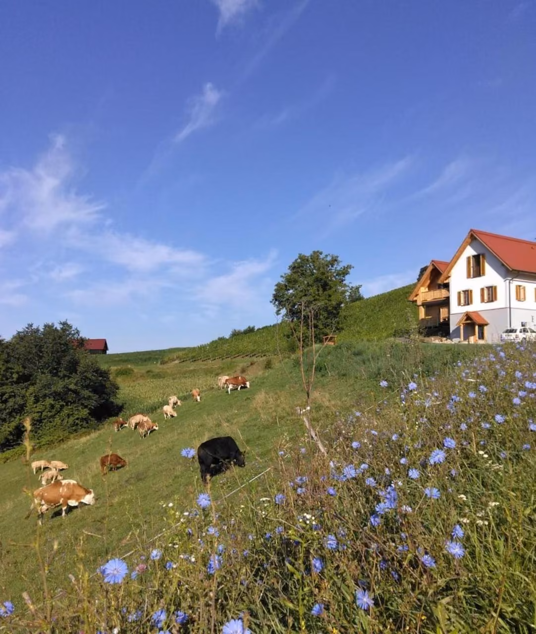 Bild der Unterkunft