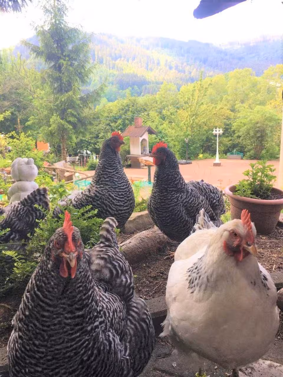 Bild der Unterkunft
