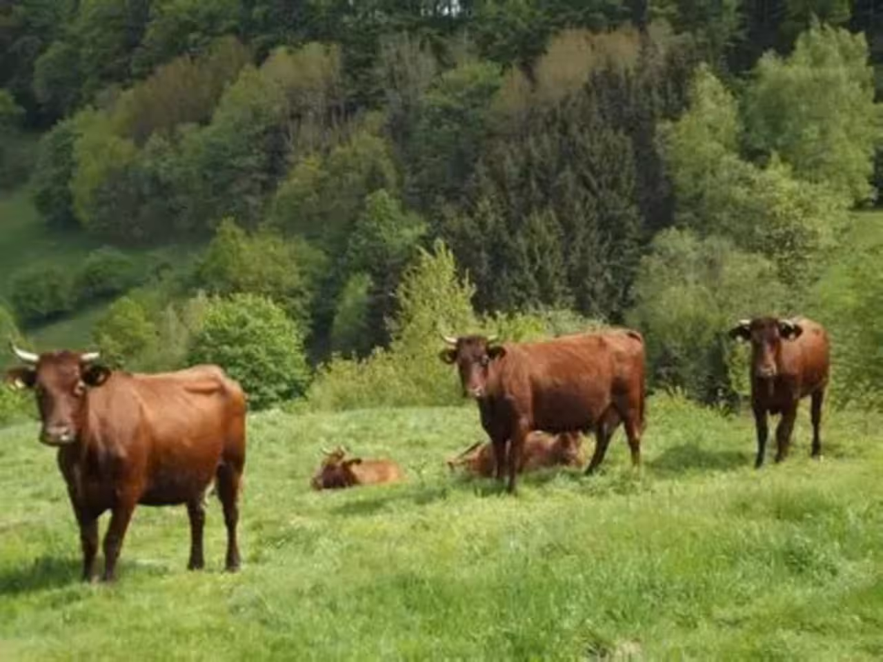 Bild der Unterkunft