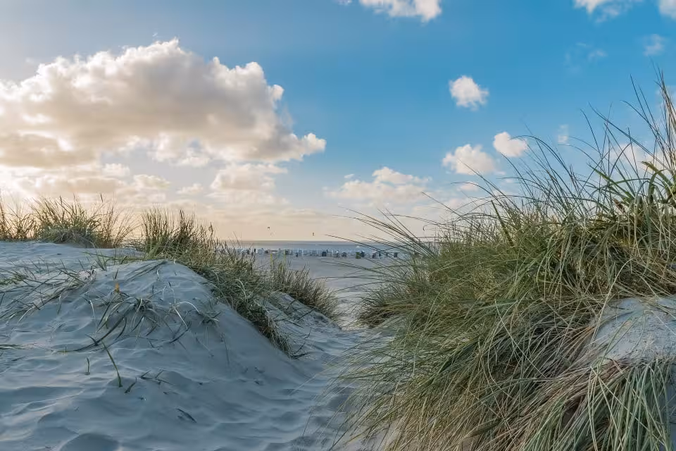 Grünstrand mit Hund (Schillig)
